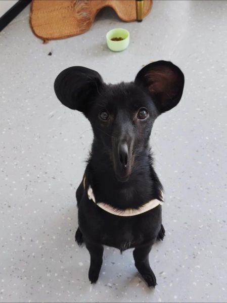 黑是哪几个生肖属相（黑生肖是哪几个属相）