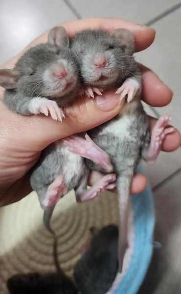 貂鼠是什么生肖属相