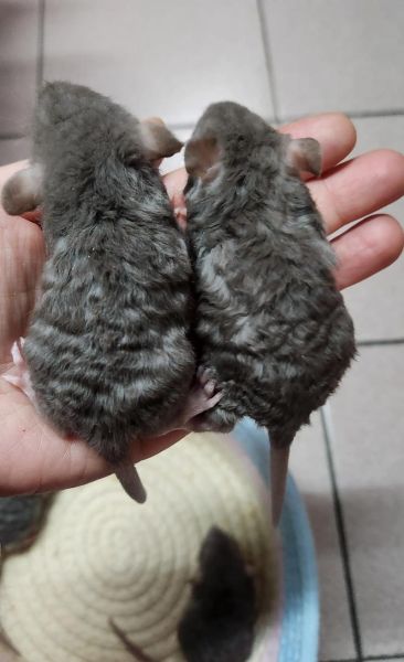 貂鼠是什么生肖属相