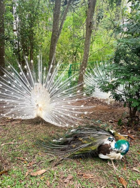 傣族属相孔雀是什么生肖（傣族属相孔雀对应什么生肖🦚）