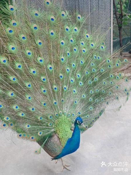 傣族属相孔雀是什么生肖（傣族属相孔雀对应什么生肖🦚）