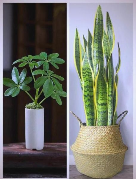 生肖属相养绿植（生肖鼠适合养什么绿植招财）