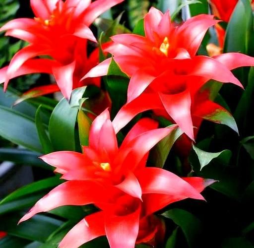 生肖属相养绿植（生肖鼠适合养什么绿植招财）