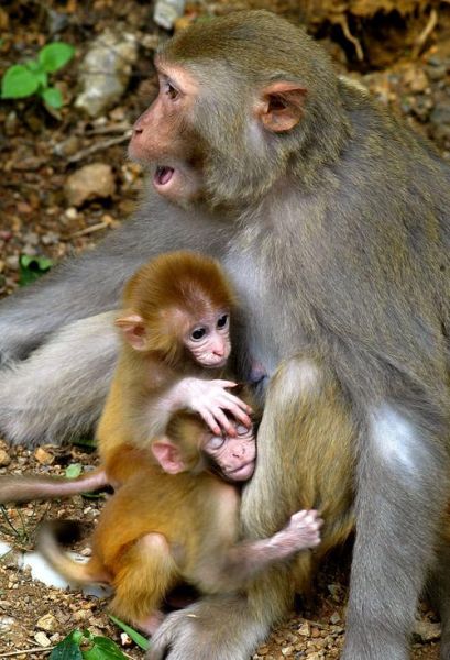 猴与鸡生肖属相（猴与鸡生肖合不合婚配）