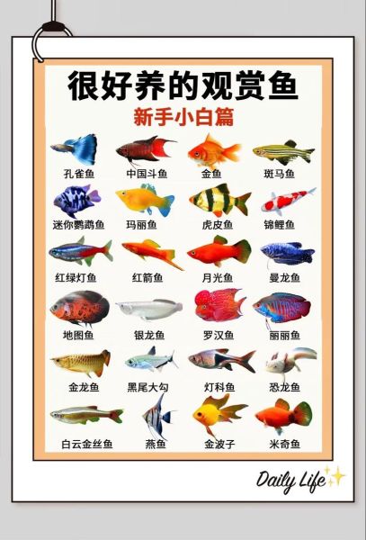 鱼的生肖属相（鱼的生肖属相是什么？小白一看就懂版🐟）