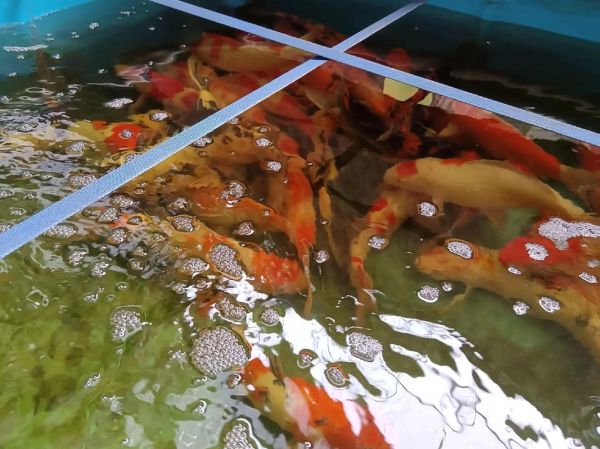 鱼的生肖属相（鱼的生肖属相是什么？小白一看就懂版🐟）