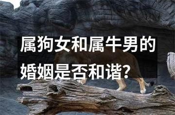 生肖属相配对男女（牛女配男狗好不好）