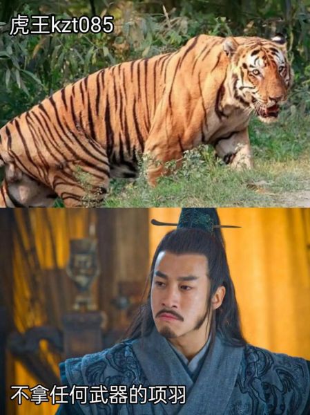 项羽什么生肖属相（项羽生肖属相查询 小白一看就懂版😎）