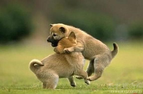 十二生肖狗配什么属相（属狗最旺的三个属相配对🤝）