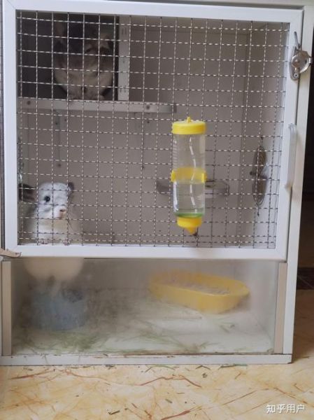 龙猫大夫生肖属相(龙猫大夫生肖属相到底是什么)