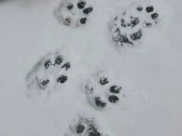 属相梅花脚印的生肖（梅花脚印猜生肖是什么）