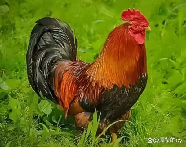 生肖鸡喜欢自由的属相（生肖鸡喜欢自由的属相有哪些）