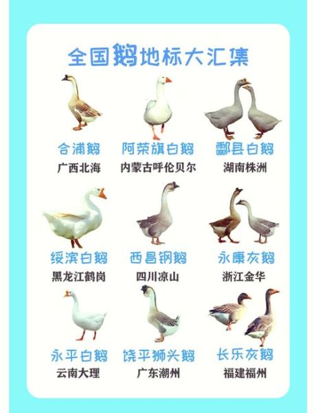 白鹅对应生肖属相是什么(白鹅对应的生肖属相是什么🦢)