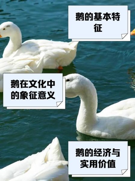白鹅对应生肖属相是什么（白鹅对应的生肖属相是什么🦢）