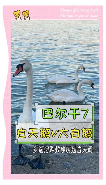 白鹅对应生肖属相是什么(白鹅对应的生肖属相是什么🦢)