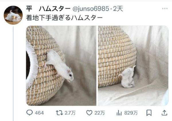 着陆失败属相哪个生肖(着陆失败属相哪个生肖最常见)