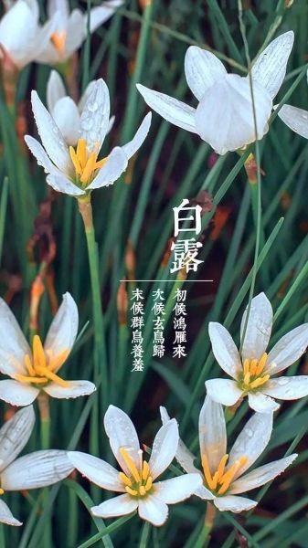 白露什么生肖属相（白露属什么生肖属相？👀）