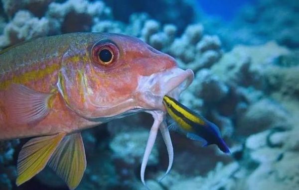 鱼生肖属相（鱼生肖属相到底是哪个？）