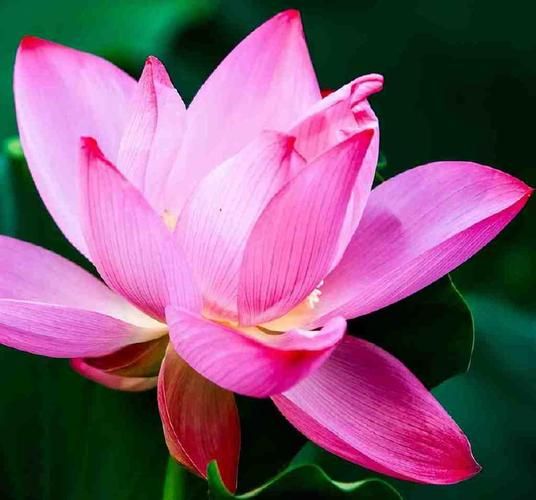 生肖猪属相花（生肖猪属相幸运花是什么？）