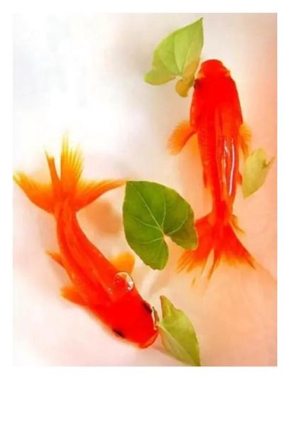 鱼是什么生肖属相（鱼属于哪个生肖？小白秒懂版）