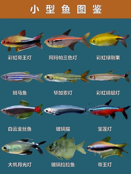 鱼是什么生肖属相（鱼属于哪个生肖？小白秒懂版）