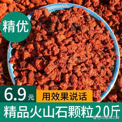 金枝玉叶生肖属相（金枝玉叶是什么生肖属相？）