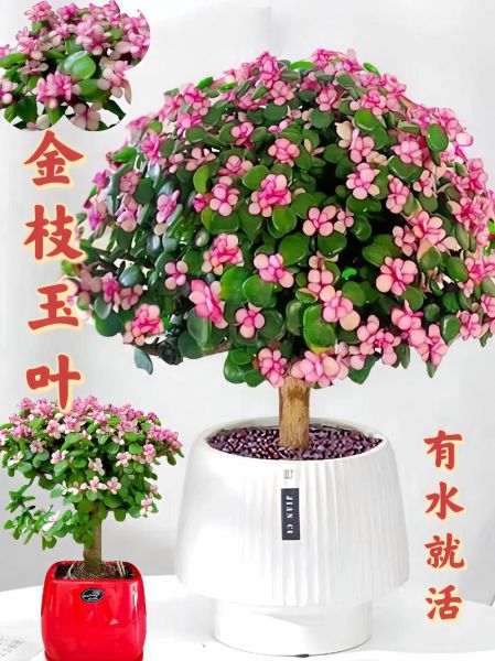 金枝玉叶生肖属相（金枝玉叶是什么生肖属相？）