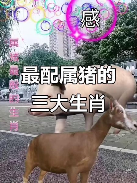 生肖猪最深爱的属相（生肖猪最爱的生肖是什么）