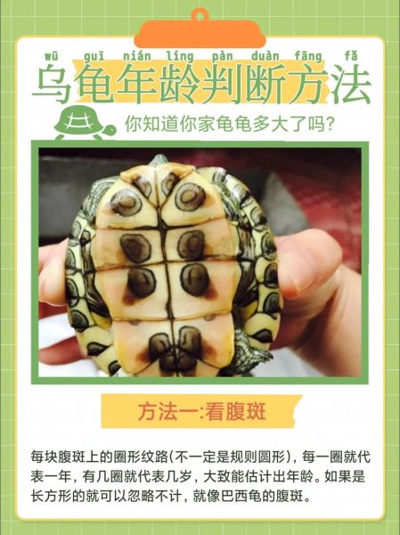 龟属于什么生肖属相呢（龟属什么生肖？答案在此）