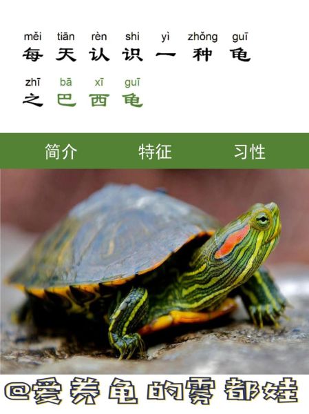 龟属于什么生肖属相呢（龟属什么生肖？答案在此）