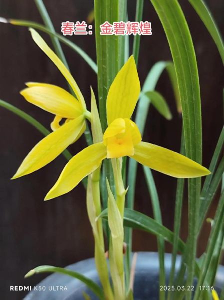 陈春兰属什么生肖属相（陈春兰是什么生肖）