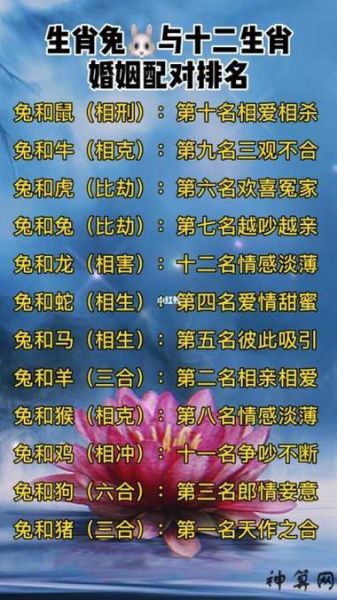 兔24最配生肖属相（兔24最配生肖属相是什么）