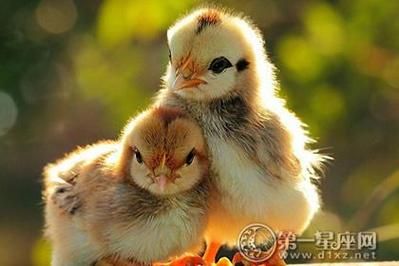 生肖鸡属相姻缘（1993年属鸡女一生姻缘配对）