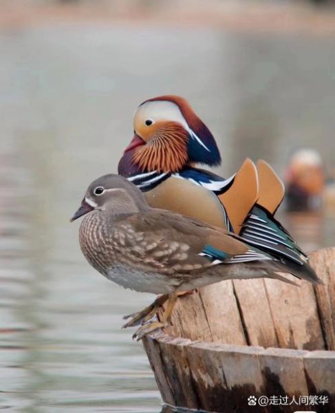 鸳鸯属相是什么生肖（鸳鸯属相配什么生肖最好）
