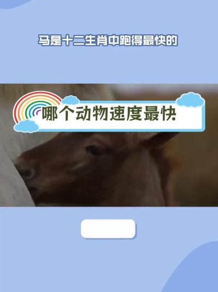 十二生肖奔跑吧属相（十二生肖奔跑吧属相谁跑得最快）