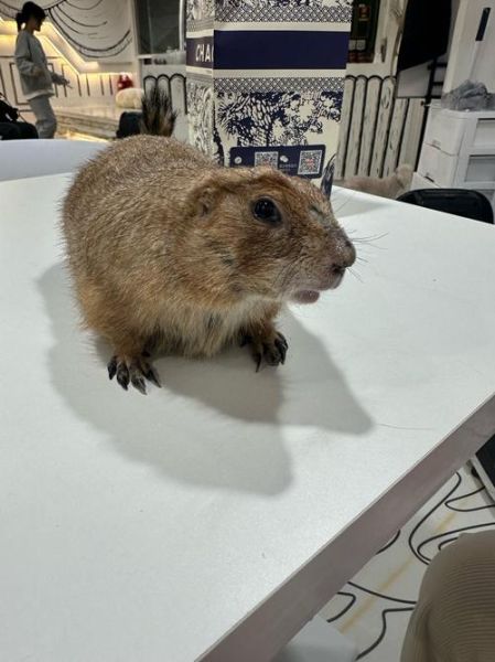 土拨鼠是什么生肖属相（土拨鼠到底属什么生肖？）