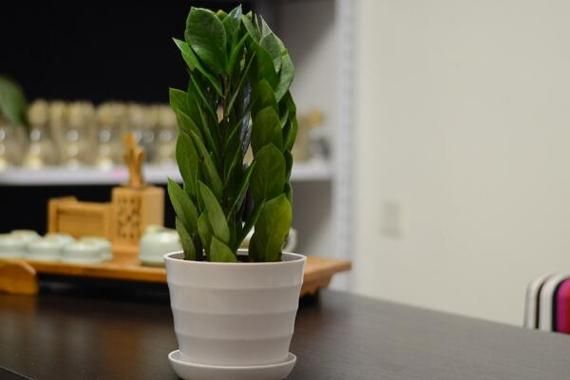 生肖属相绿植推荐（属鼠养什么绿植最旺财运）