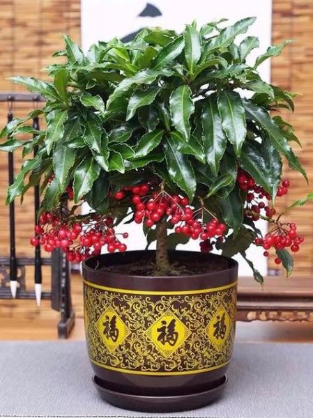 生肖属相绿植推荐（属鼠养什么绿植最旺财运）