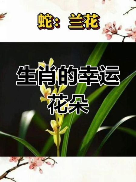 十二生肖属相花朵图片（十二生肖属相幸运花图解及花语大全）