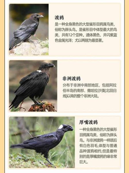 乌鸦的属相是什么生肖(乌鸦的属相是什么生肖?)