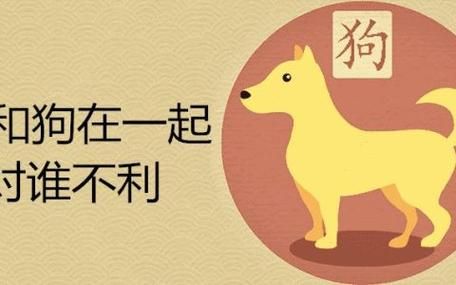 狗狗龙家庭生肖属相（狗狗龙家庭生肖冲突怎么办）