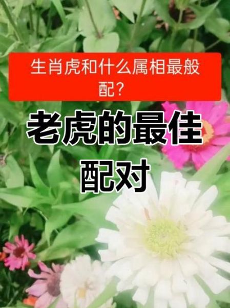虎相合出什么生肖属相（虎相合出的生肖属相是谁？）