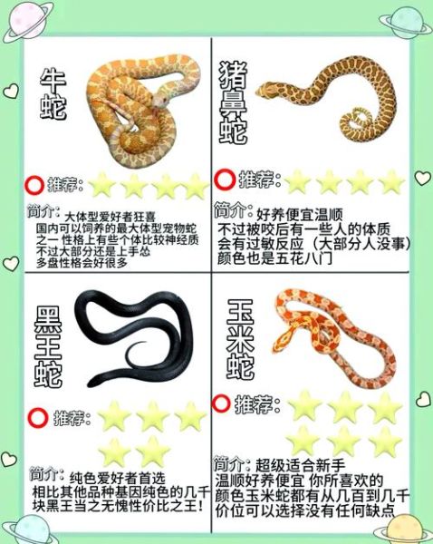 蛇的生肖属相（蛇生肖性格优缺点全面解析）