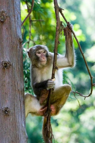 十二生肖属相上树（十二生肖哪个属相会上树）