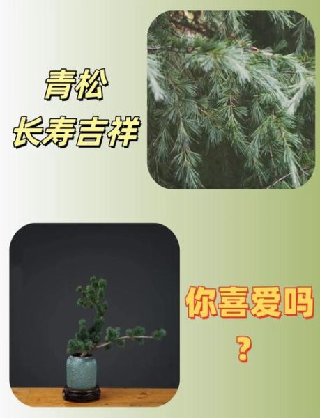 青松属相是什么生肖动物（青松属相是生肖虎吗？真相来了）