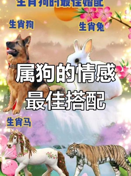 生肖虎和属相狗（虎狗配对婚姻合不合？）