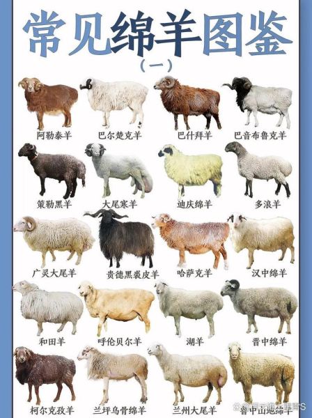 生肖属相羊多大（属羊的今年多大2024查询表）