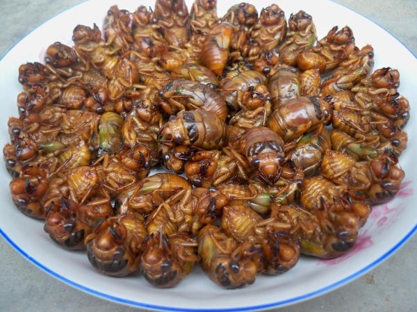 金蝉属相是什么生肖(🪷金蝉属什么生肖对照表?小白一看就懂!)