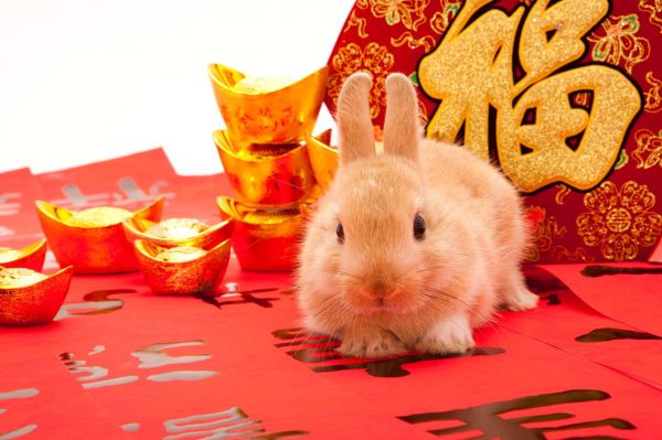 辛卯属什么生肖属相（辛卯属什么生肖属相？兔年全解🐰✨）