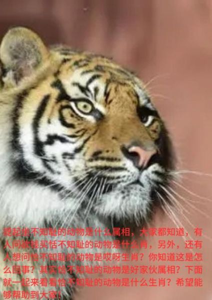 马谡生肖属相是什么生肖